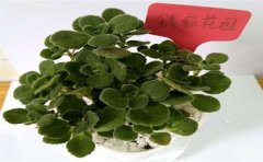 甲醛檢測處理真的有用嗎？