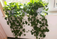 甲醛污染忌視而不見，快給你的新居通通風(fēng)吧！