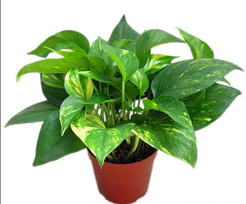 佛山新房裝修除甲醛方法相關(guān)知識 甲醛超標的危害